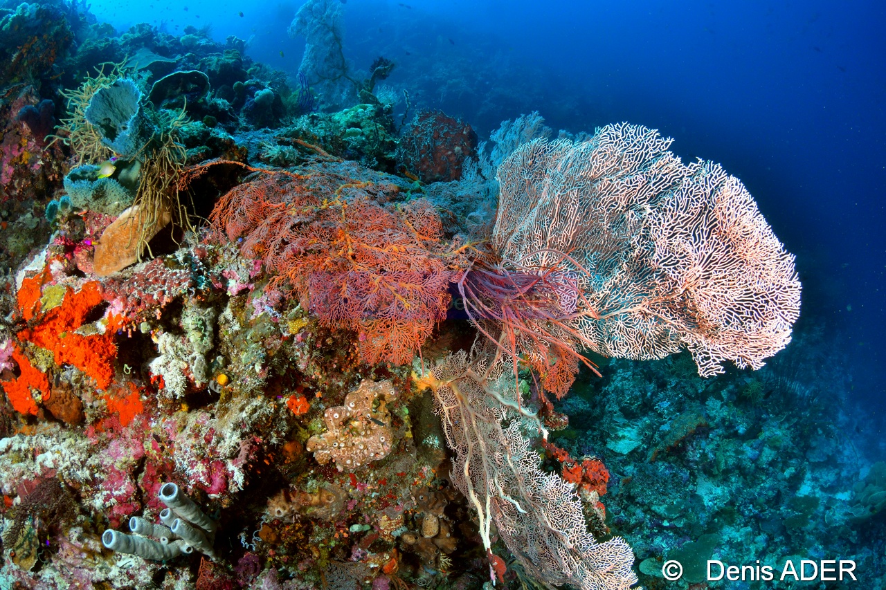 Annella mollis Melithaea spp ambiance Wakatobi Sawa Cornucopia-24m-20180528-Denis-ADER-DSC_1461_tn.jpg